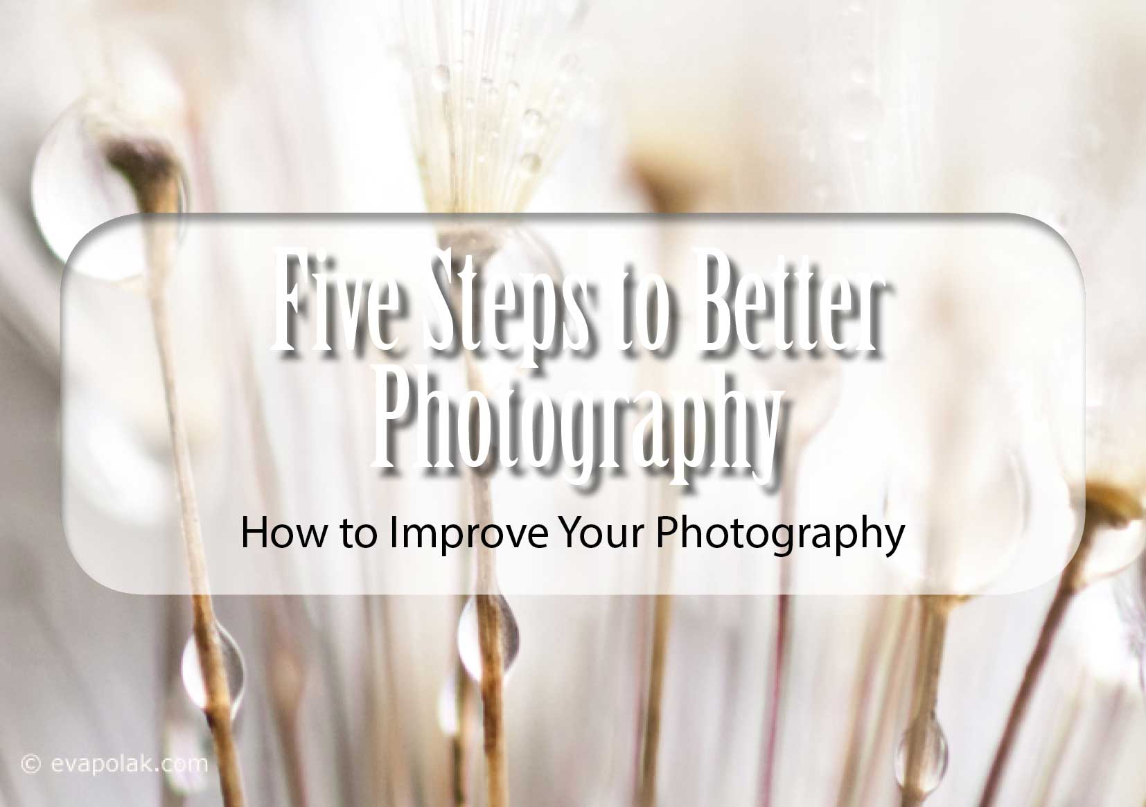 dandelions droplets water macro